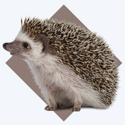 Hedgehog Care Intro