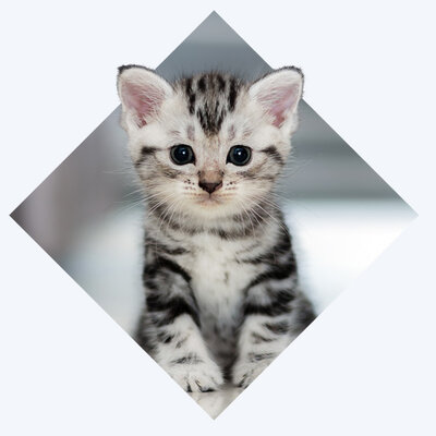 Silver Kitten Blog Hero