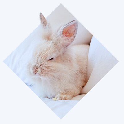 Somnolent Rabbit