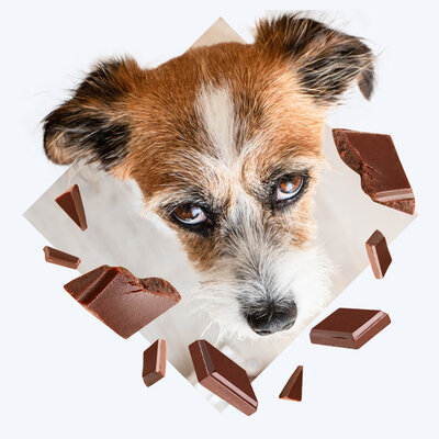 Keep Your Pet Safe This Easter Blog