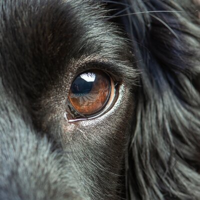 Eye blog
