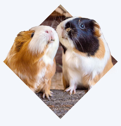 2 Guinea Pigs